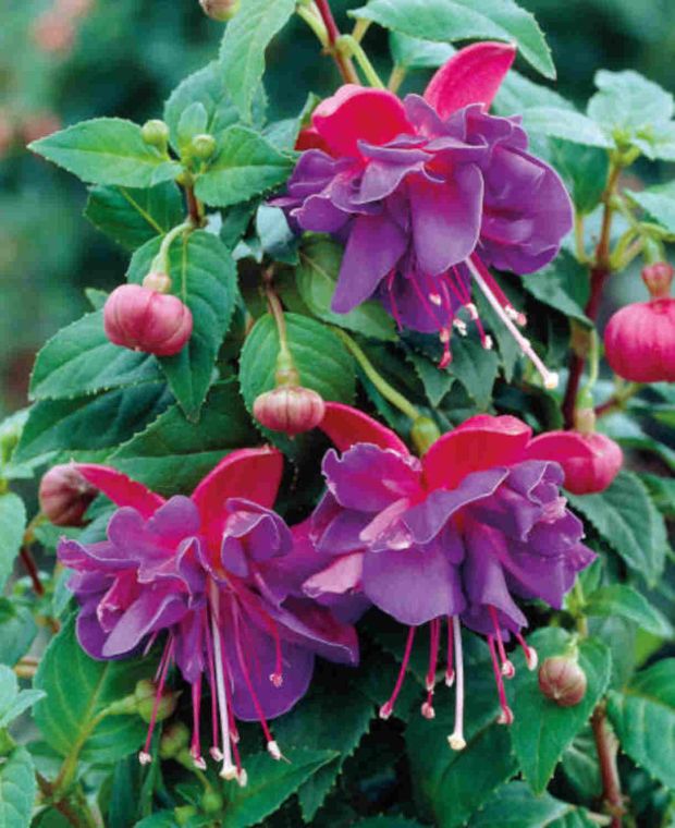 Giant Double Trailing Fuchsia Collection
