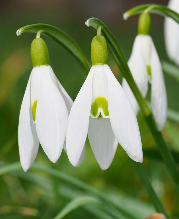 Gorgeous Galanthus Collection
