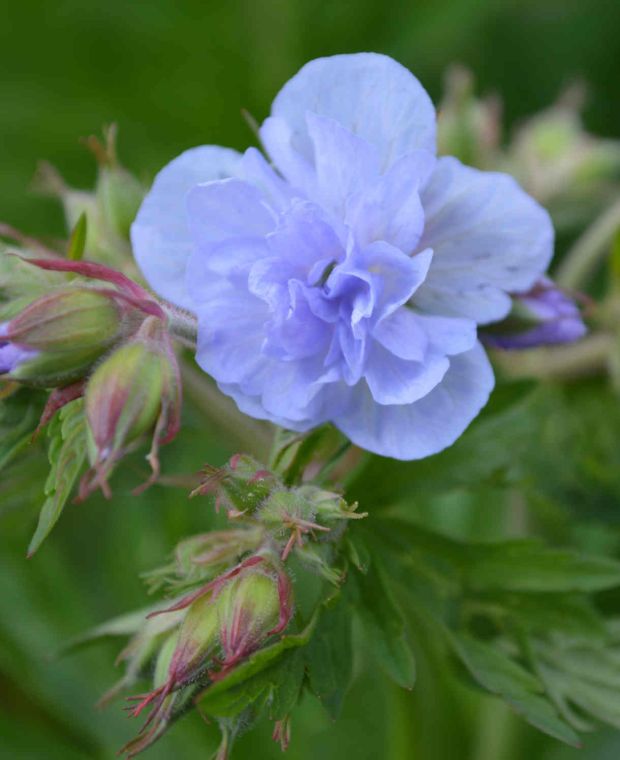 Double Flowered Geranium Collection