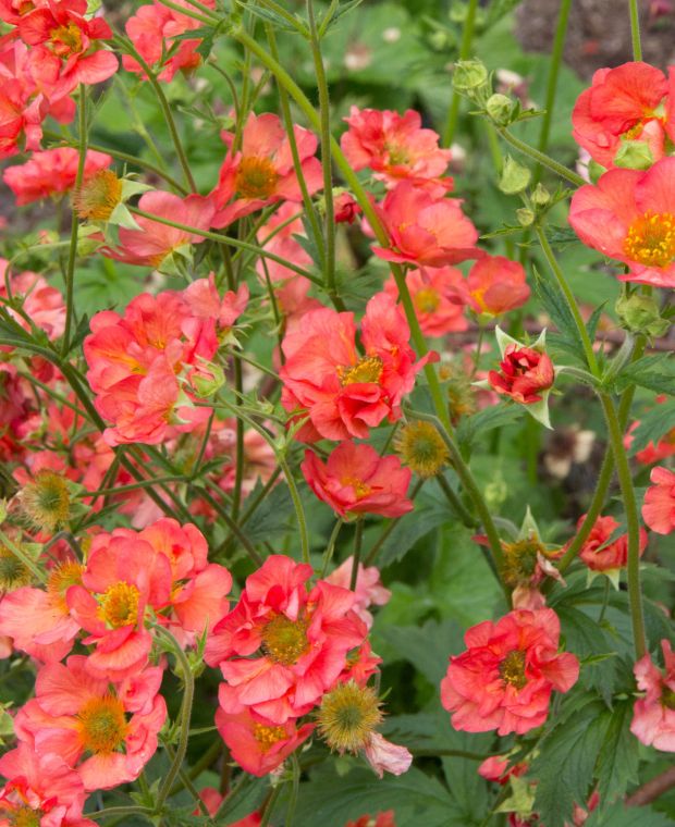 Frills and Spills Geum Collection