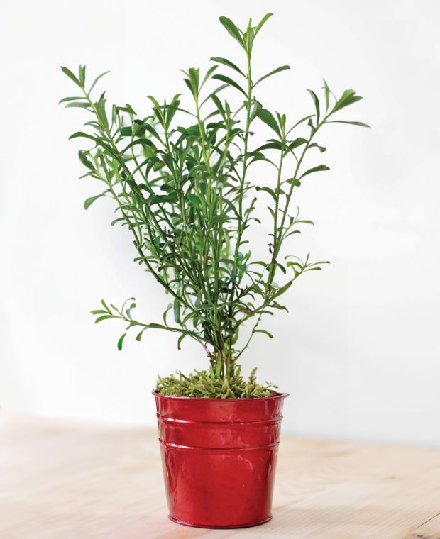 Gin & Tonic Plant in Red Pot