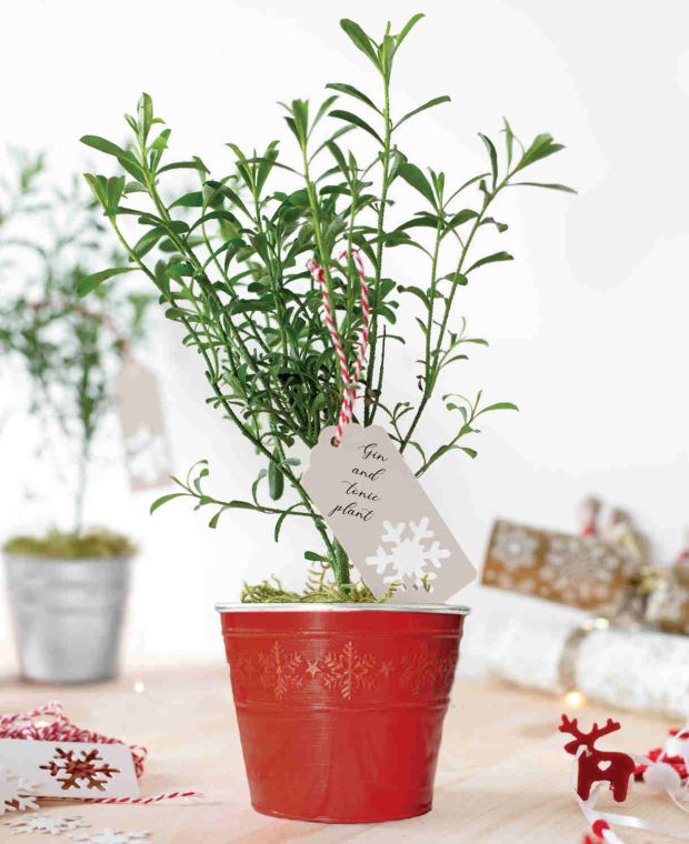 Gin & Tonic Plant in Red Pot