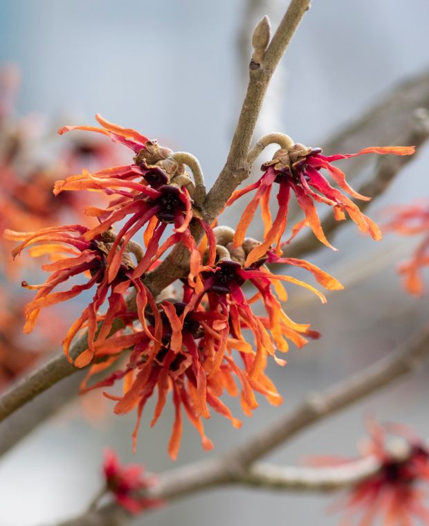 Hamamelis x intermedia 'Orange Beauty'