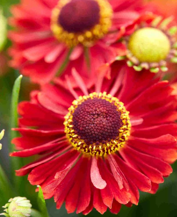 Glowing Helenium Collection