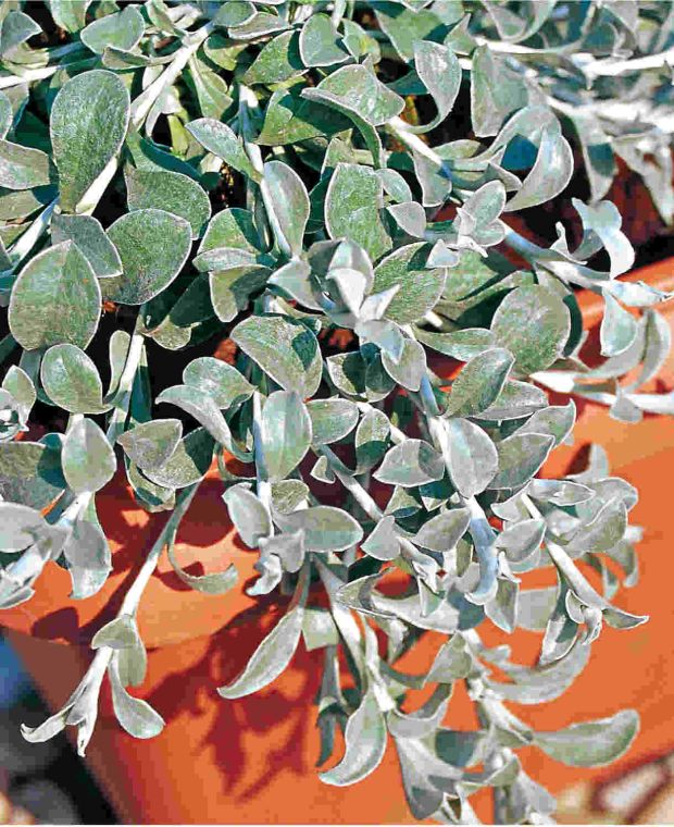 Helichrysum petiolare Moes Silver