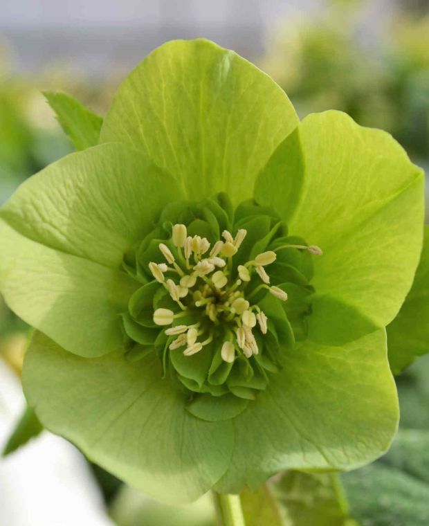 Helleborus orientalis 'Anemone Green'