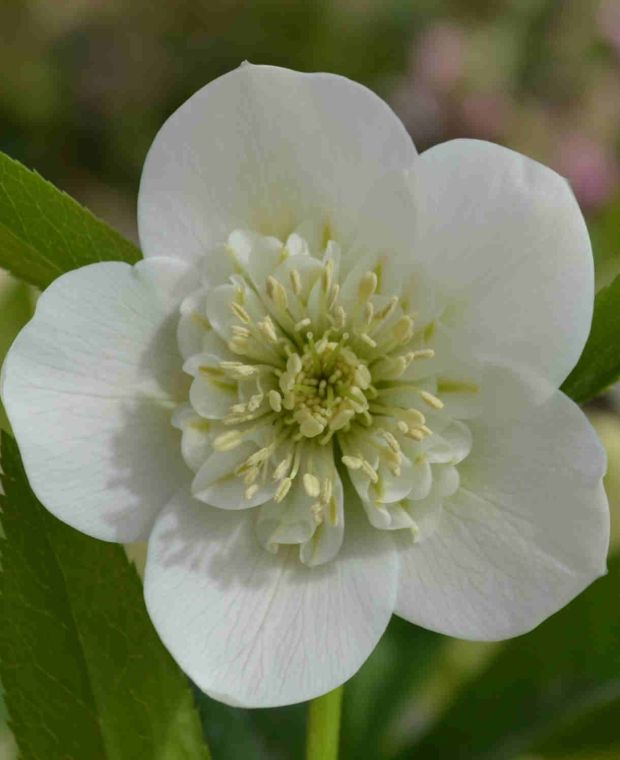 Helleborus orientalis 'Anemone White' 