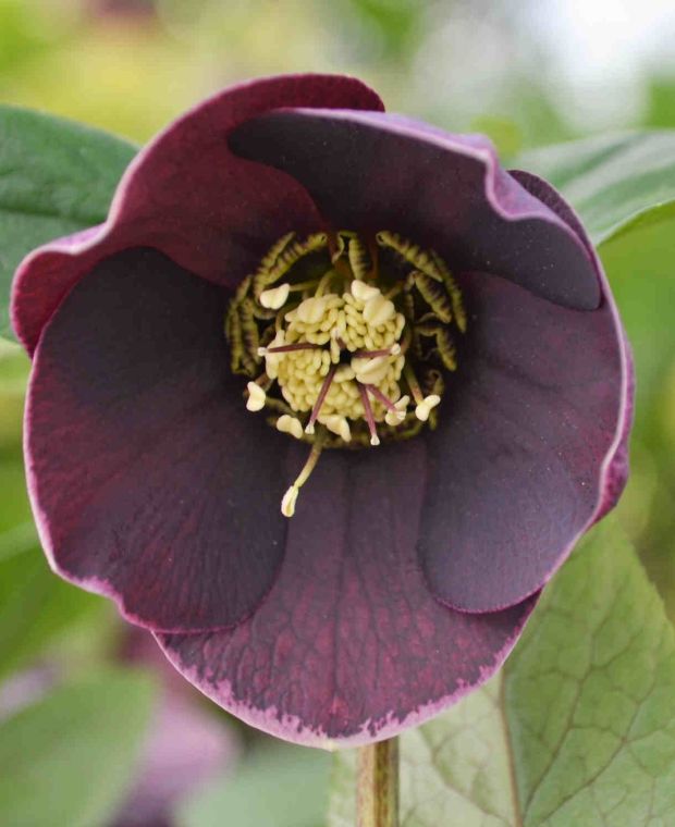 Helleborus orientalis 'Anemone Aubergine with White Edge' 