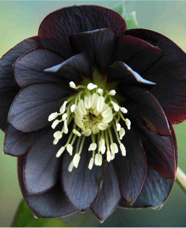 Helleborus orientalis 'Double Black' 