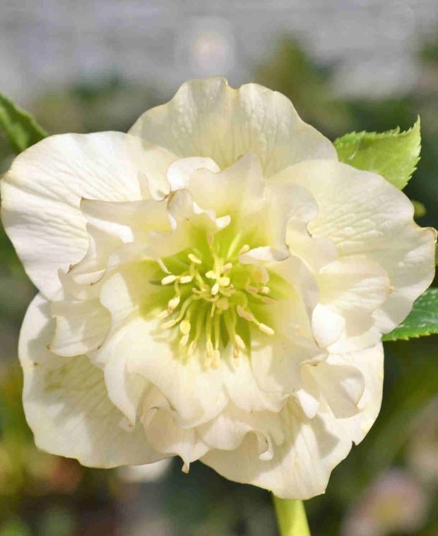 Helleborus orientalis 'Double White' 