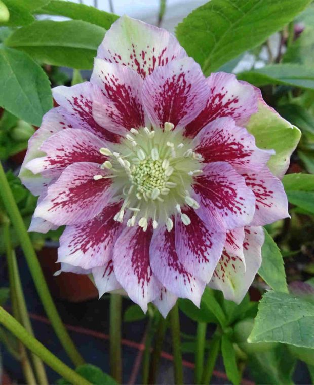 Helleborus x hybridus 'Double Ellen Spotted'