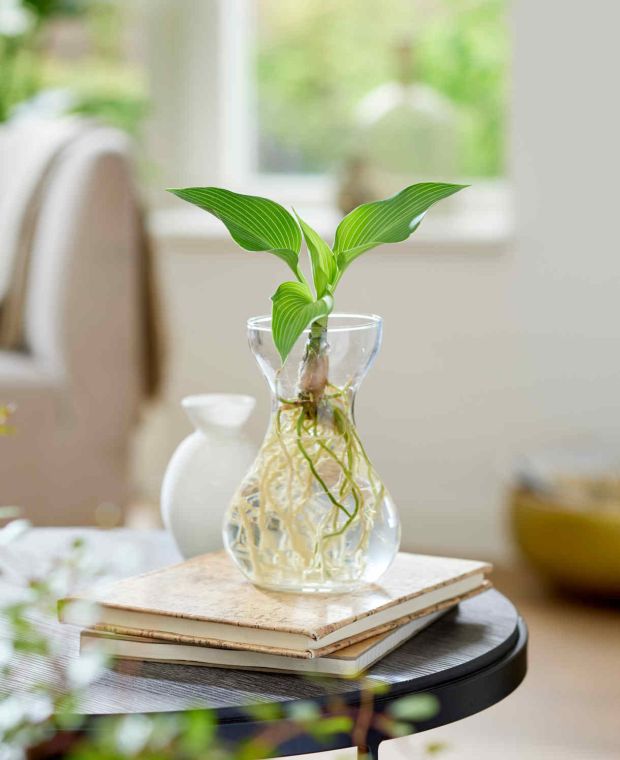 BotaniQua Hosta Fresh Green and Vase