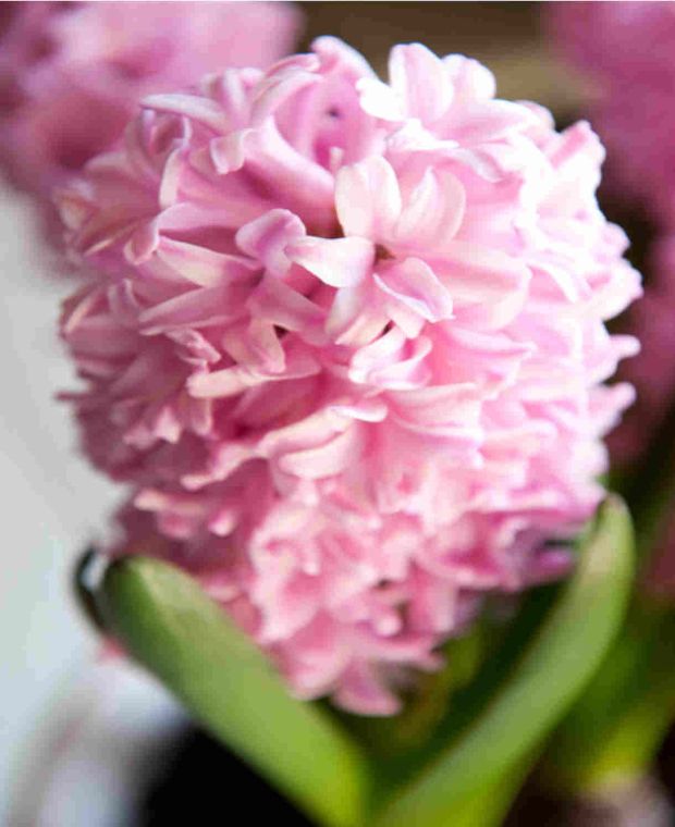 Hyacinth Pink Surprise 