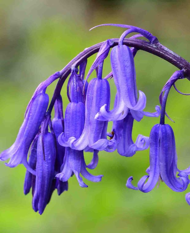 Hyacinthoides non-Scripta