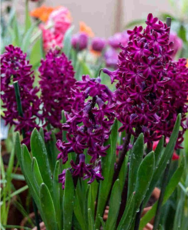 Hyacinthus orientalis Woodstock