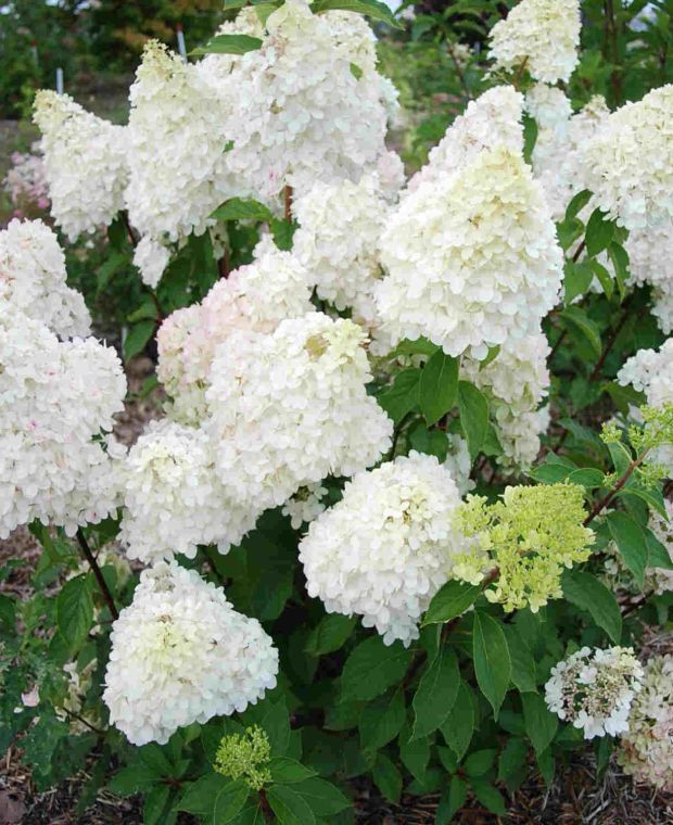 Picture-perfect Hydrangea paniculata Collection