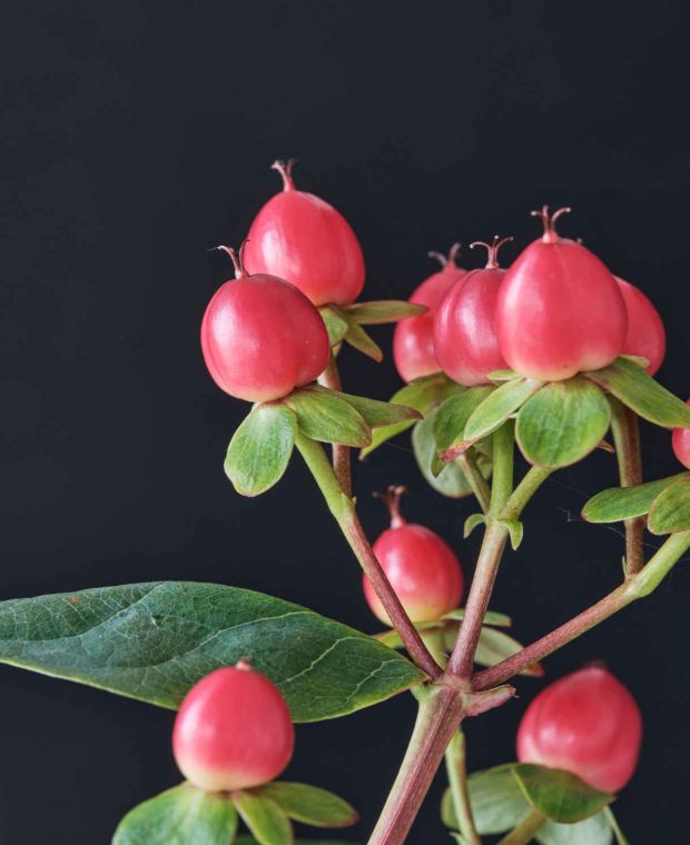 Hypericum Berries - Flowers - Featured Content - Lovingly
