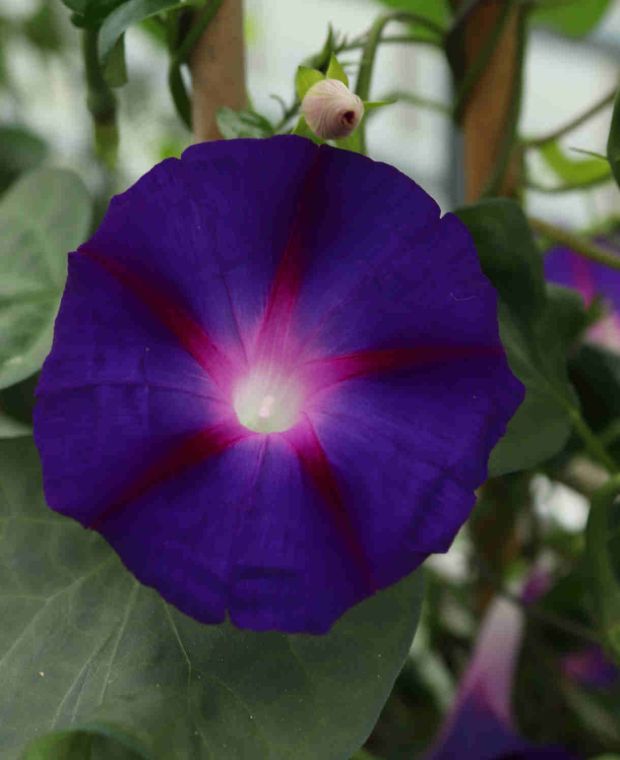 Ipomoea Twinning Trio Morning Glory Collection