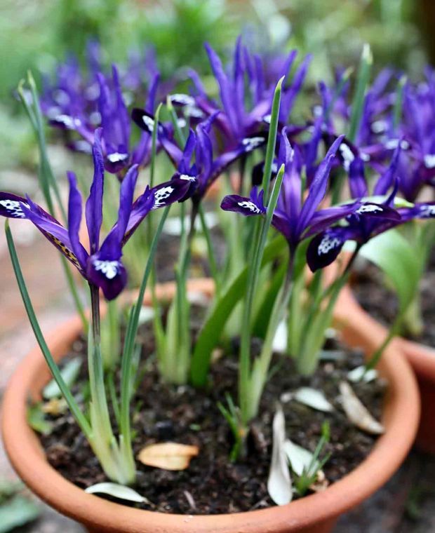 Iris reticulata Blue Note 