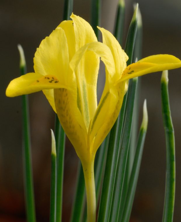 Iris Danfordiae