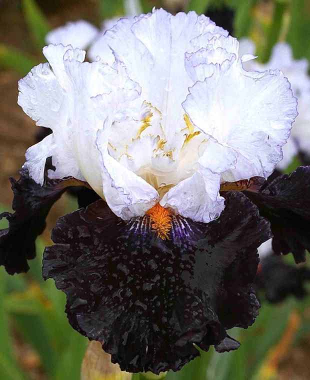 Iris germanica Domino Noir