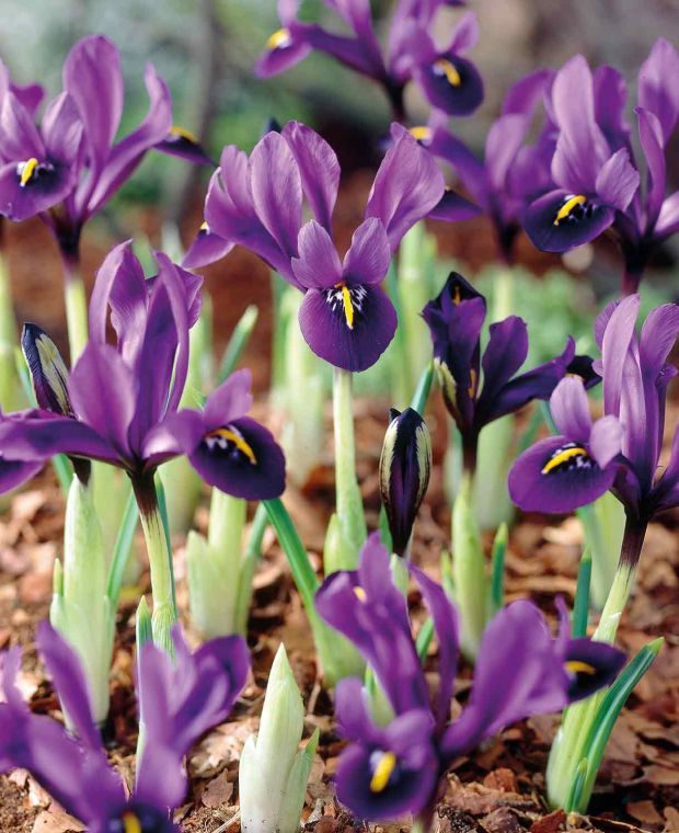 Iris histrioides George