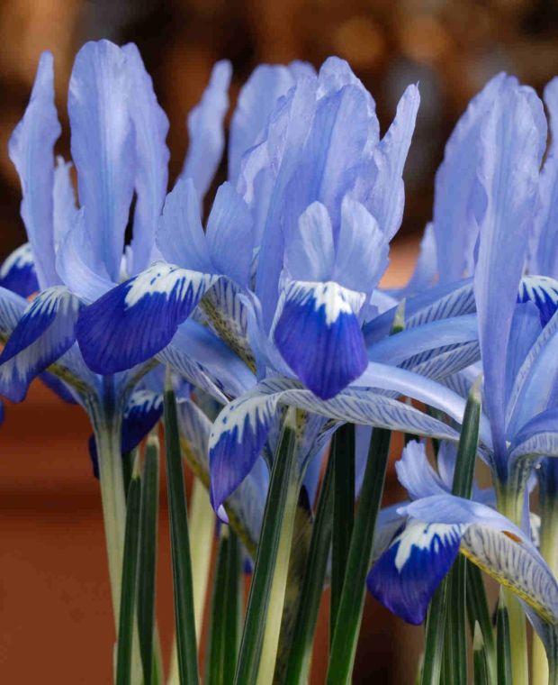Iris reticulata Clairette 