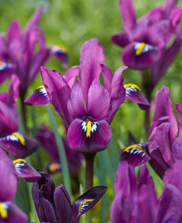 Iris reticulata 'Purple Hill'
