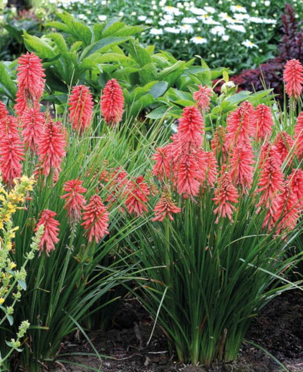 Late-flowering Perennial Collection