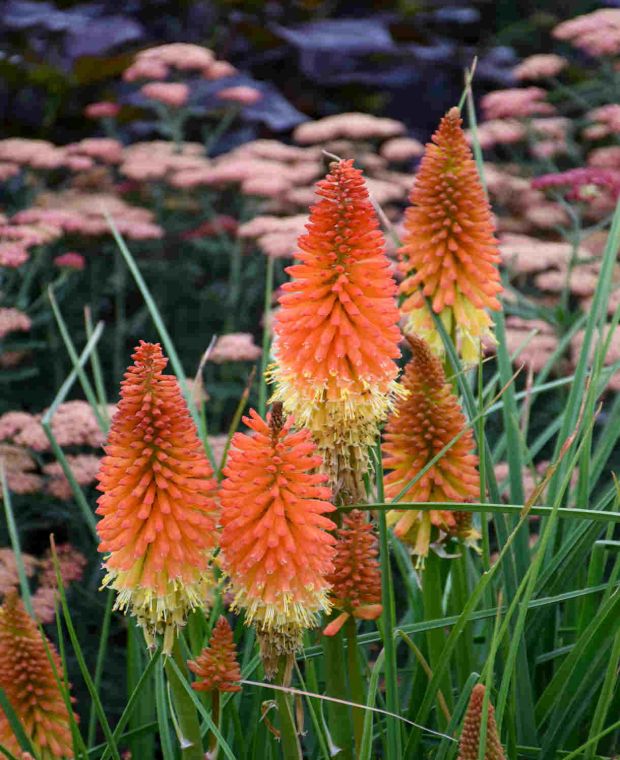Fiery Kniphofia Collection