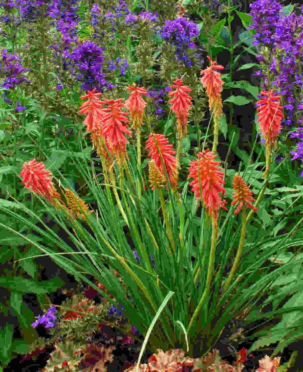Non-stop Kniphofia Popsicle Collection
