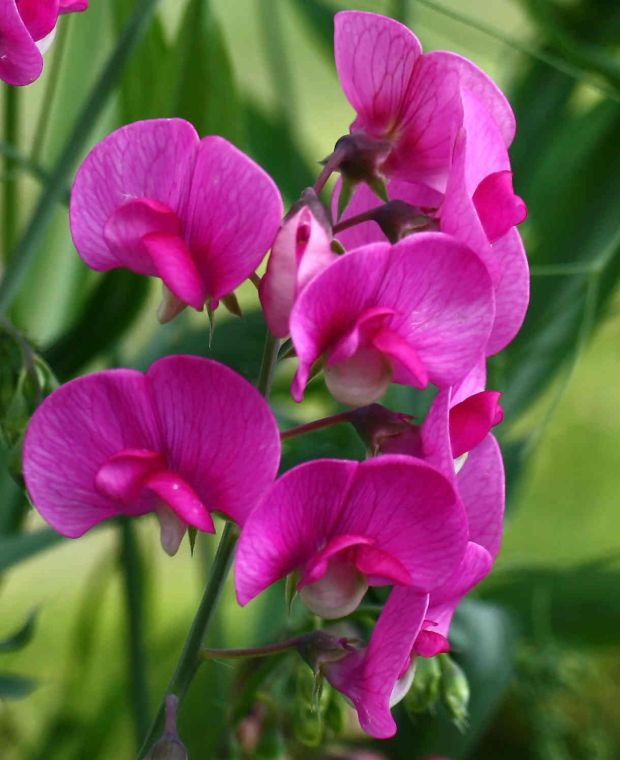 Lingering Lathyrus Collection