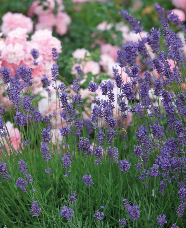 Classical Lavender angustifolia Collection( 1 of each)5 x YP