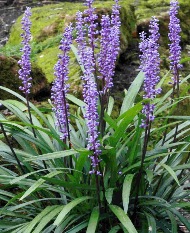 Lavish Liriope Muscari Collection