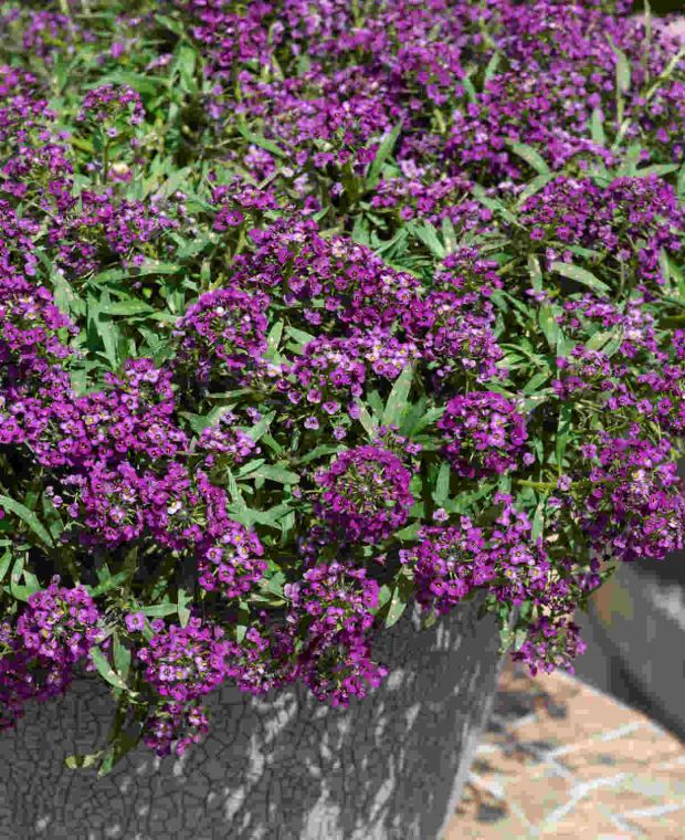 Lobularia Easy Breezy Purple