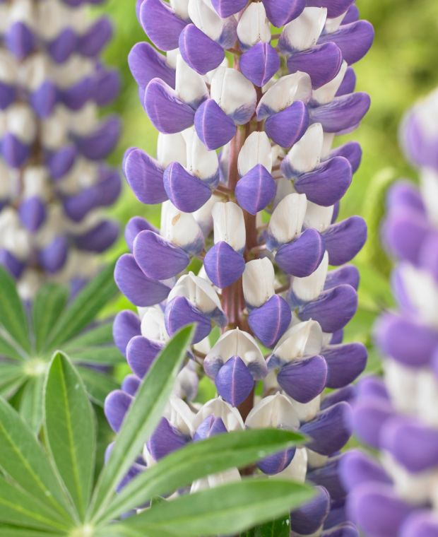 Loveable Lupinus Collection