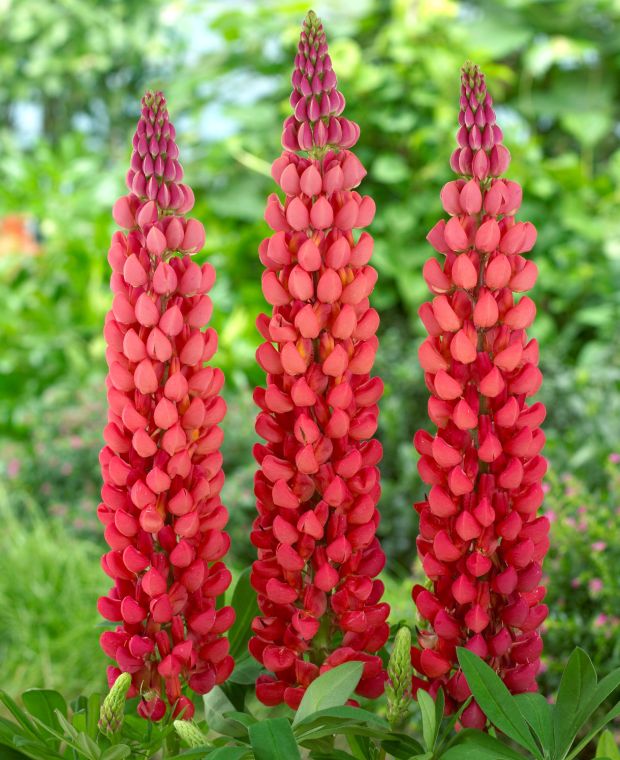 Luscious Lupin Collection