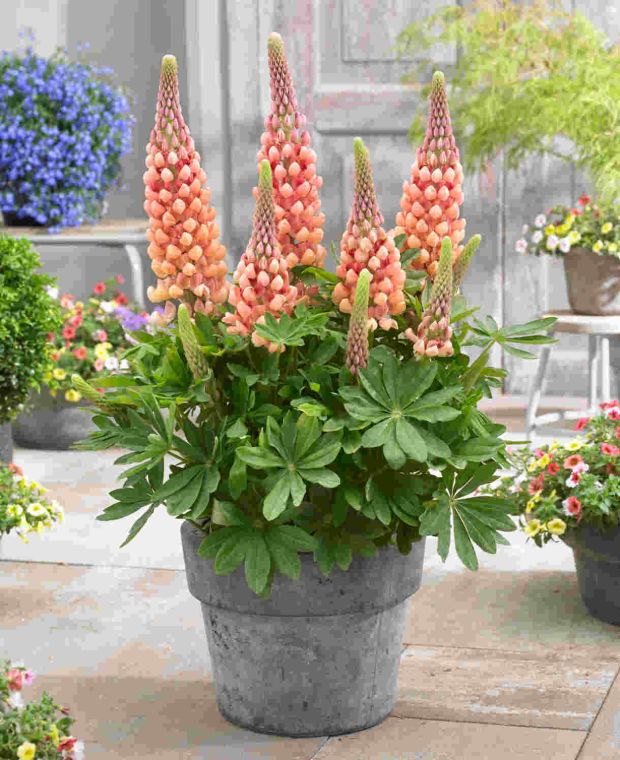 Exquisite West Country Lupinus