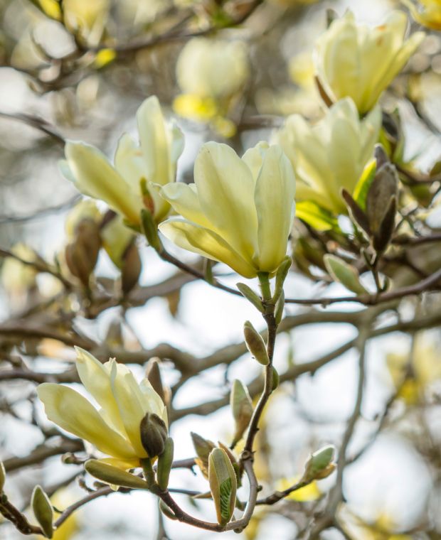 Magnolia acuminata x Elizabeth