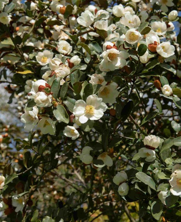 Magnolia leavifolia Honey Velvet