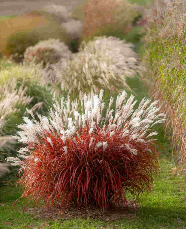 Miscanthus sinensis ' Lady in Red'
