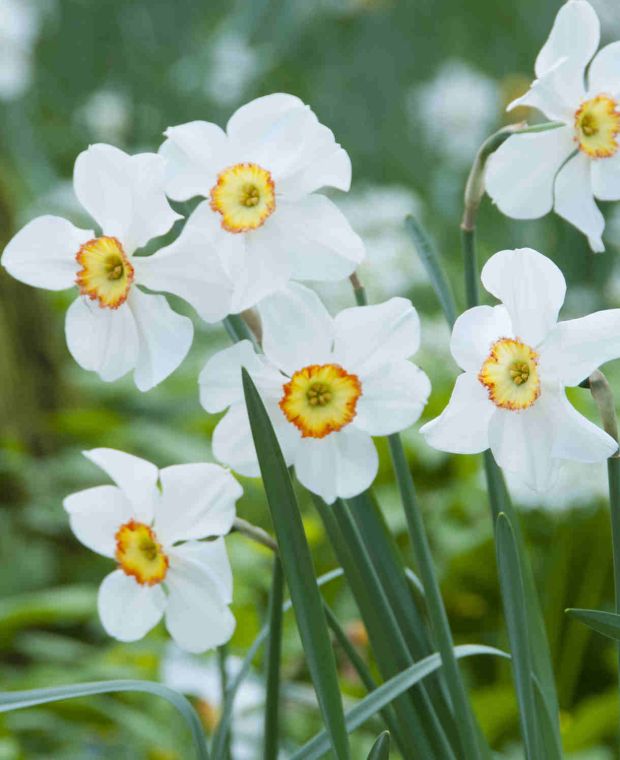 Narcissus 'Actaea'