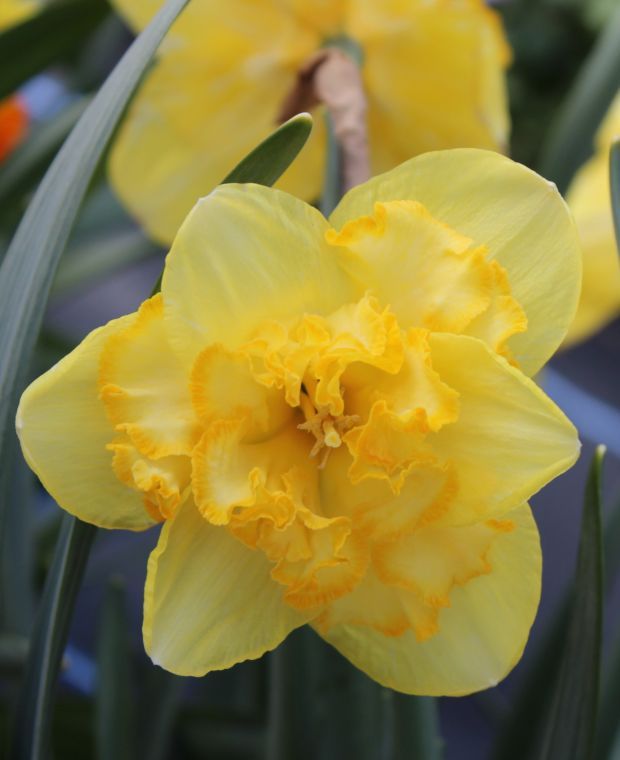 Tantilisingly Textured Daffodil Collection 