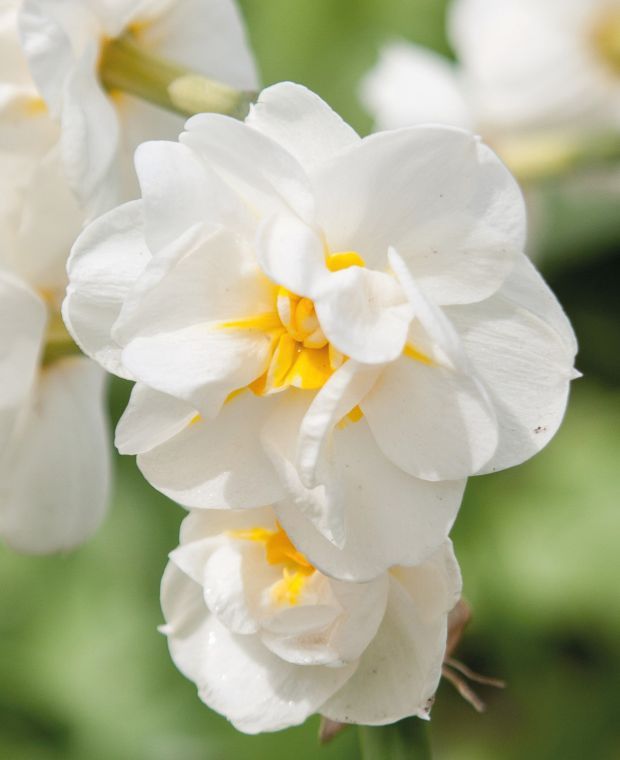 Narcissus Bridal Crown