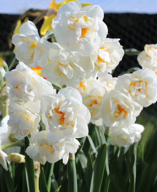 Indoor fragrant Windowsill Narcissus Collection