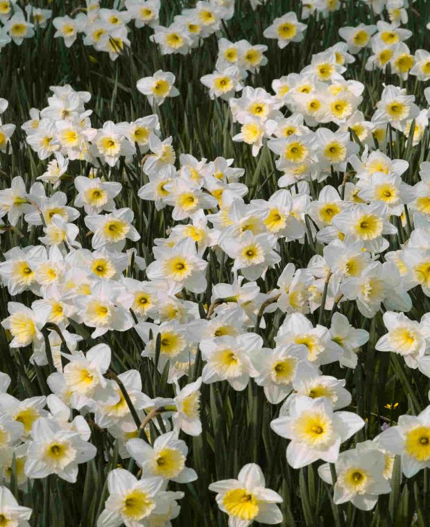 Total Trumpets Narcissus Collection 