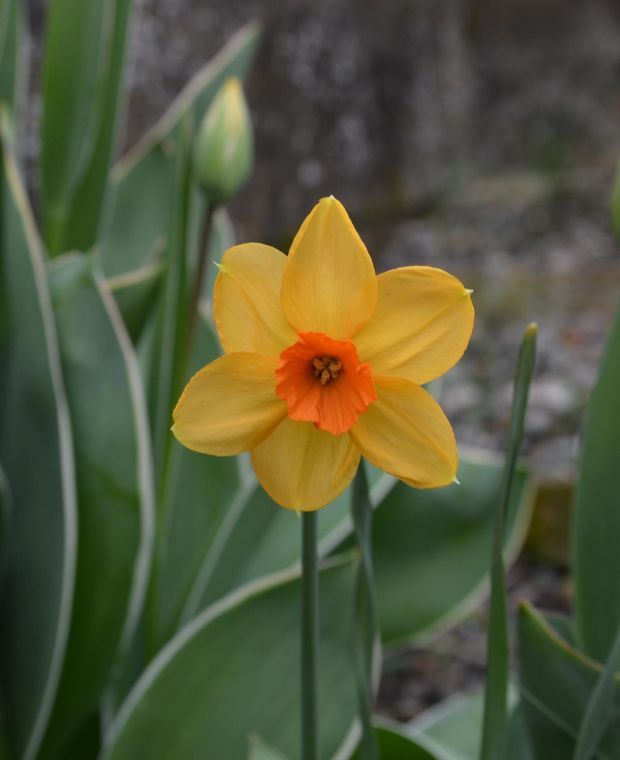 Narcissus Kedron 