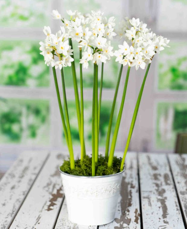 Perfect Pot of Paperwhites