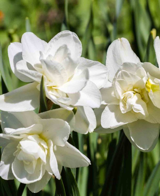  Succesional and Fragrant Narcissus Collection