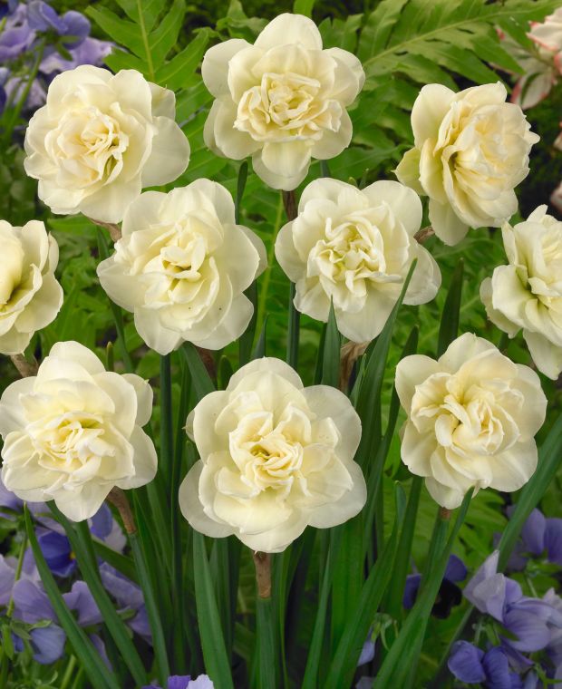 Narcissus Rose of May 10/12 bulb size 5